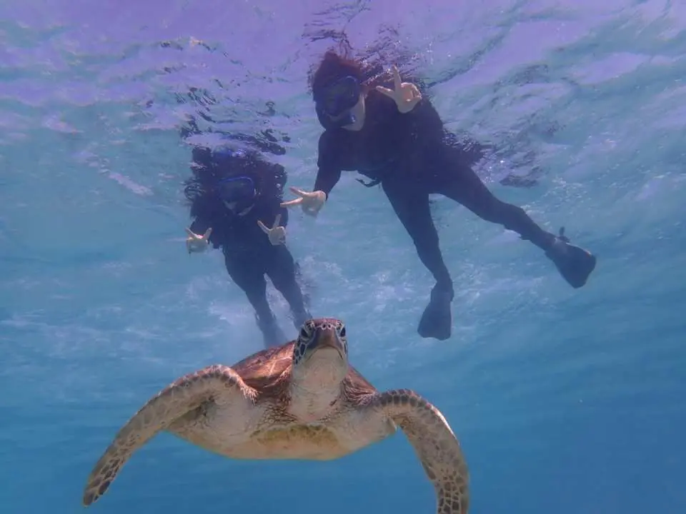 ウミガメとシュノーケリング