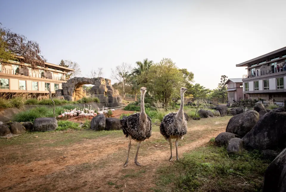 多種房型可供選擇，打開窗就可近距離觀看動物