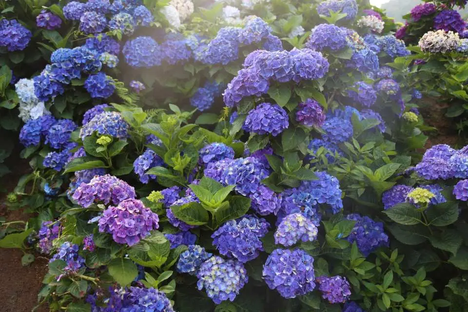 讓人忍不住少女心爆發的繡球花 ( 5-6月 )