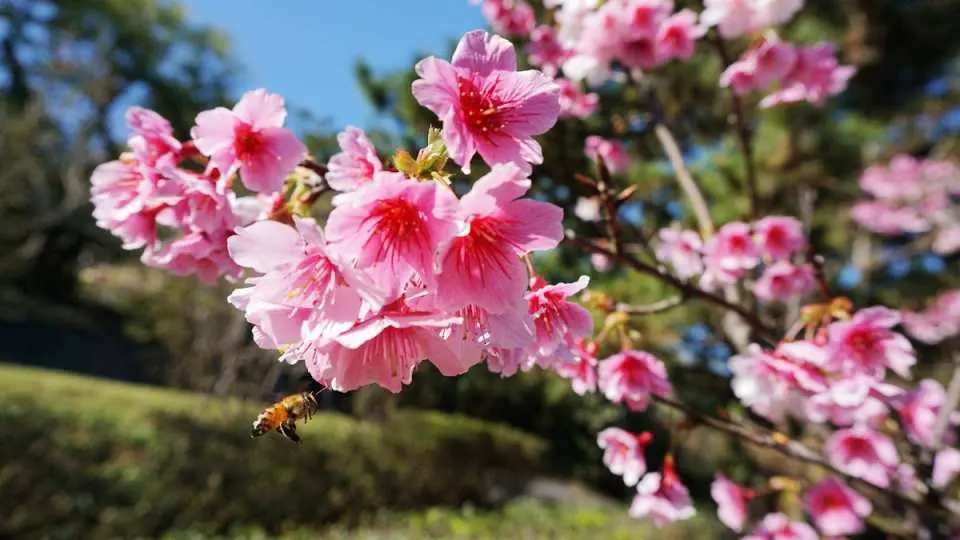 粉紅色櫻花美不勝收 ( 2-3 月 )