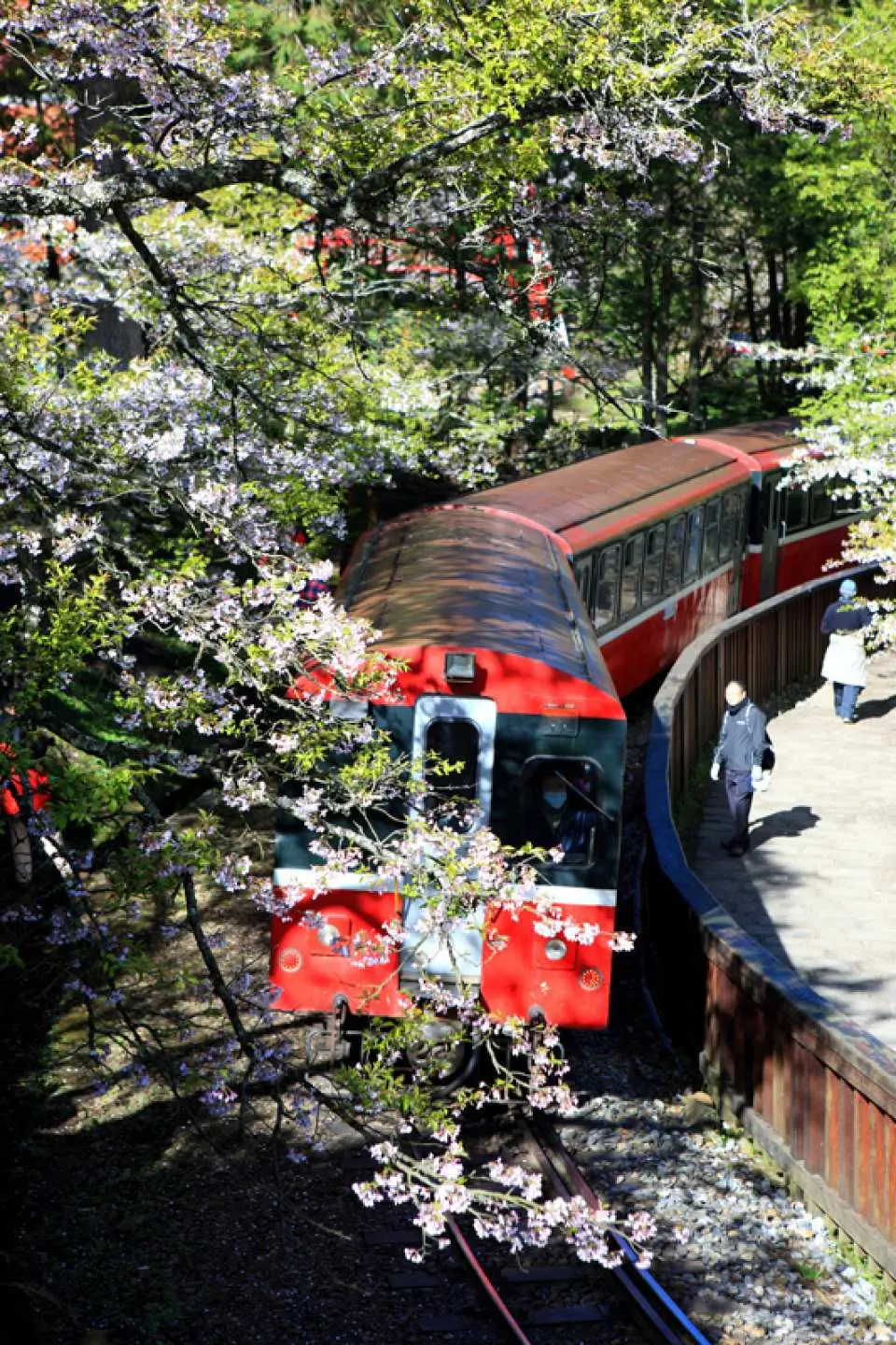 【沼平車站櫻木鐵道】山櫻花與吉野櫻為阿里山鐵道鋪上粉紅地毯