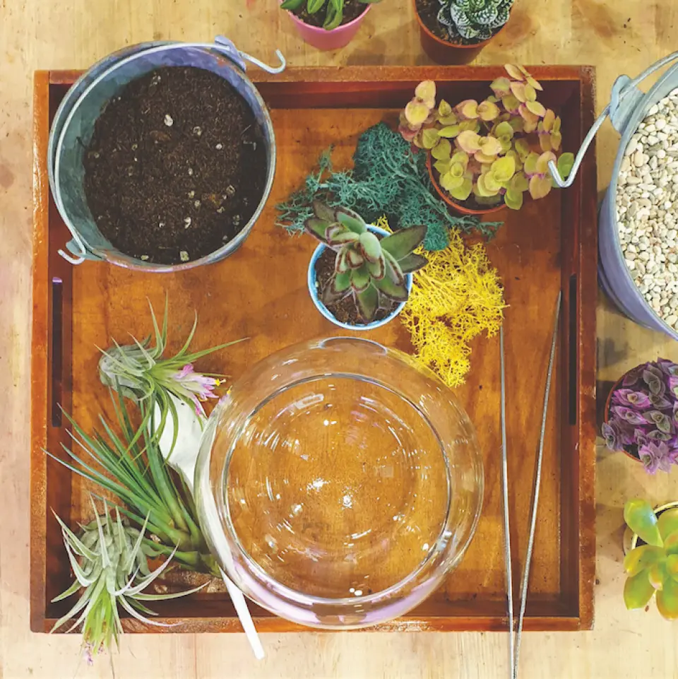 Open Terrarium Workshop에서 창의력을 마음껏 발휘하고 나만의 테라리움을 디자인하세요.