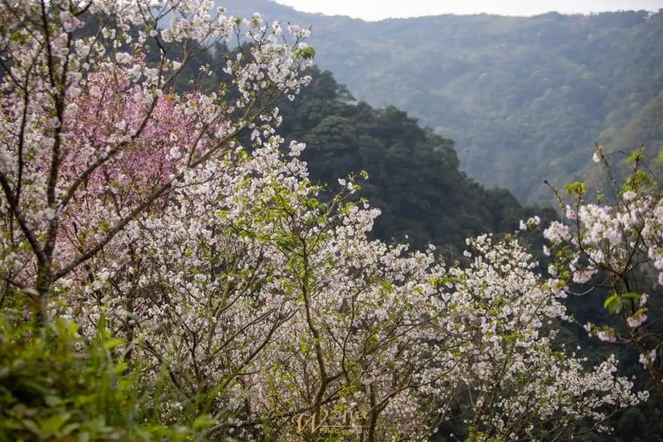 Pink and white cherry blossoms in full bloom at Dasyong Cherry Blossom Forest during the day, set against lush green mountains, offering a picturesque 2025 Taipei/New Taipei viewing experience.