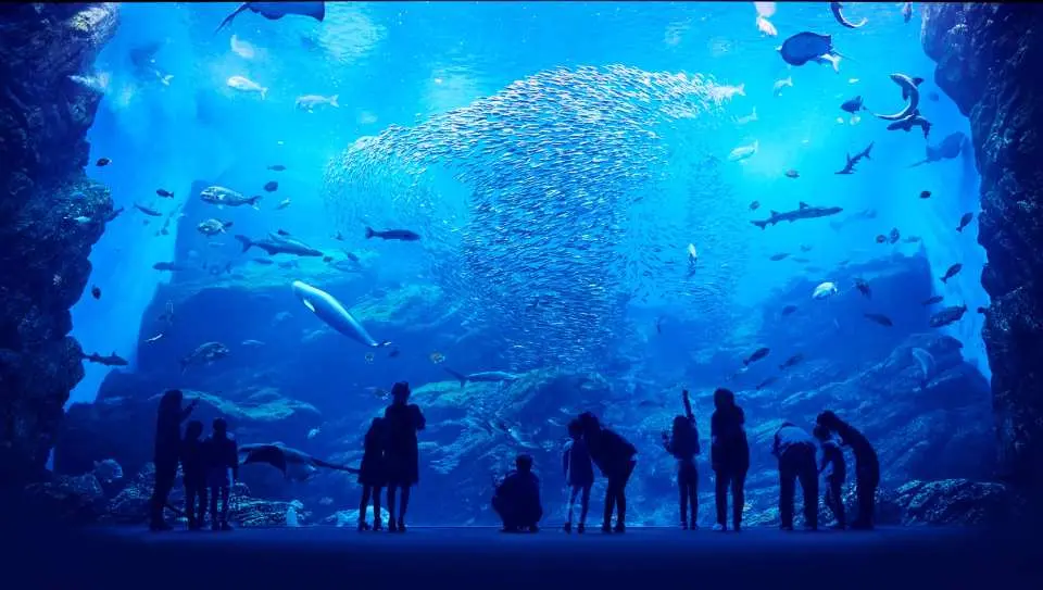 仙台うみの杜水族館の巨大水槽で、来場者が神秘的な青い空間で壮大な魚群や多様な海洋生物を鑑賞しています。