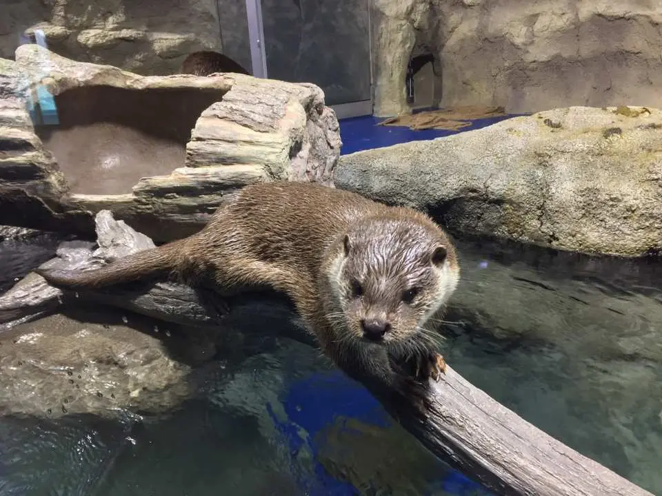 一隻可愛的水獺在足折海洋博物館SATOUMI的棲息地中，好奇地趴在木頭上，近距離與遊客互動，展現海洋生物魅力。