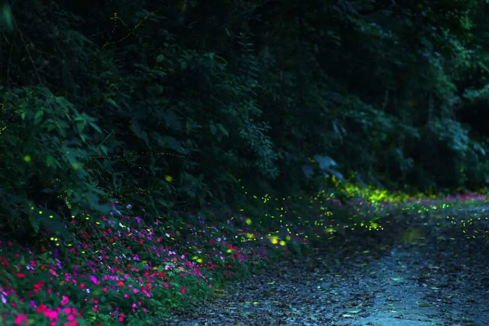 ▼ The fireflies are dancing, very beautiful