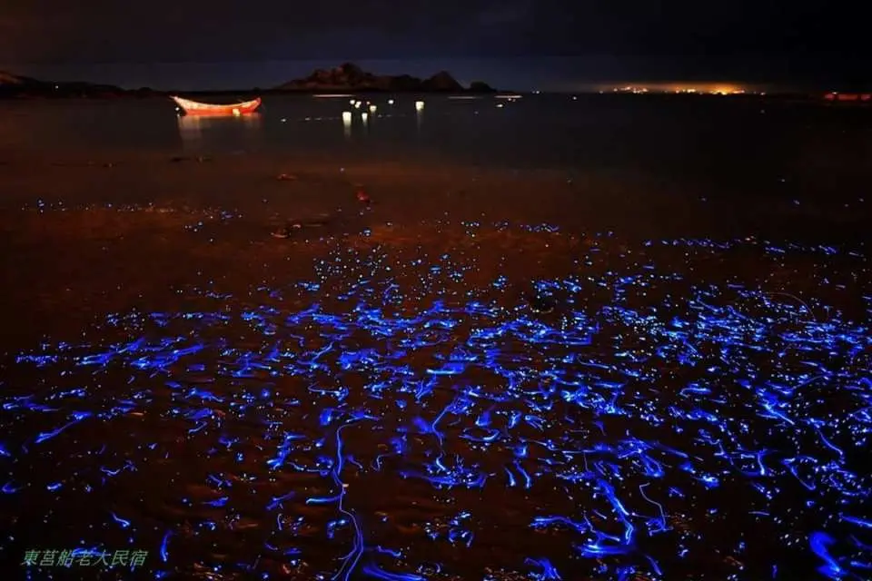 藍眼淚震懾美景、星空映照海底