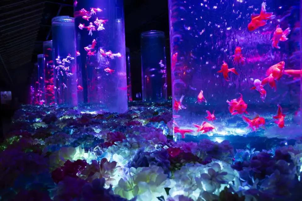 走进充满奇幻色彩的 东京银座艺术水族馆，在变幻缤纷的迷幻声光下，看成百上千条金鱼在极具设计感的艺术鱼缸中翩翩起舞。