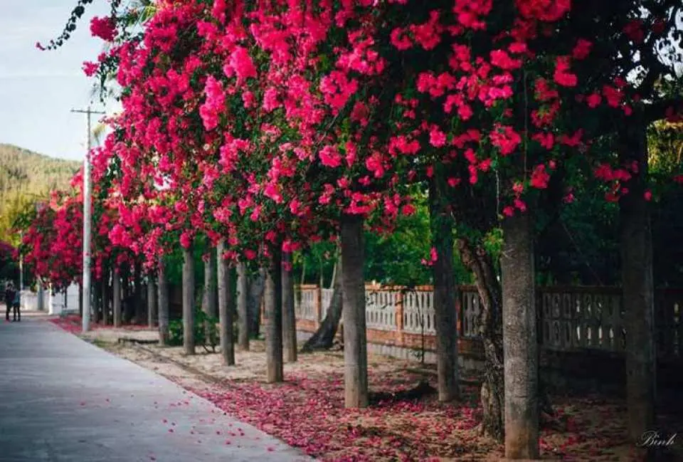 从上面可以看到整个沿海城市归仁。继续游览Trai Phong Quy Hoa，沿着美丽的沿海公路，从1D高速公路出发，穿过光滑的白色沙滩和崎岖的悬崖，到达Trai Phong Quy Hoa。这里以美丽的风景而闻名，尤其是诗人Han Mac Tu生活、创作和长眠的地方。Phong Quy Hoa Trai位于一个宁静的山谷中，常年在海滩上，周围环绕着古老的松树。