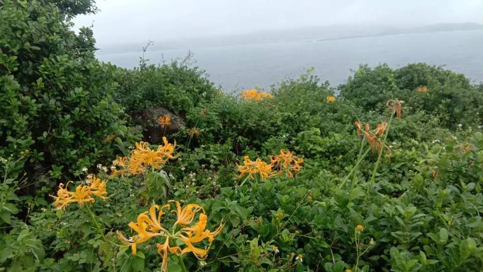 八、九月正逢「金花石蒜花」的開花季節，在山壁上隨處可見小黃花點綴景色美不勝收。