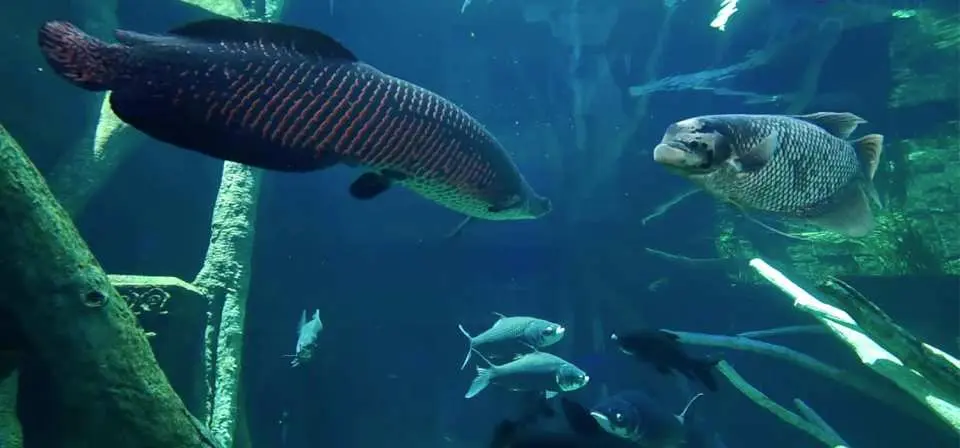 普吉水族館一隻帶有美麗斑點的豹紋鯊在藍色海水中優雅游動，周圍有小魚伴隨，展現其獨特外觀。