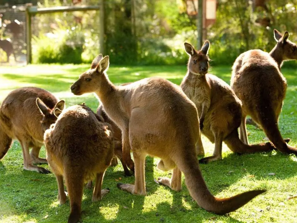 kangaroos at Melbourne Healesville Sanctuary