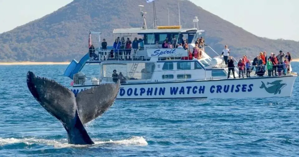ポートスティーブンス沖で、クジラの巨大な尾びれがホエールウォッチングクルーズ船の横に現れ、忘れられない生態体験を提供しています。