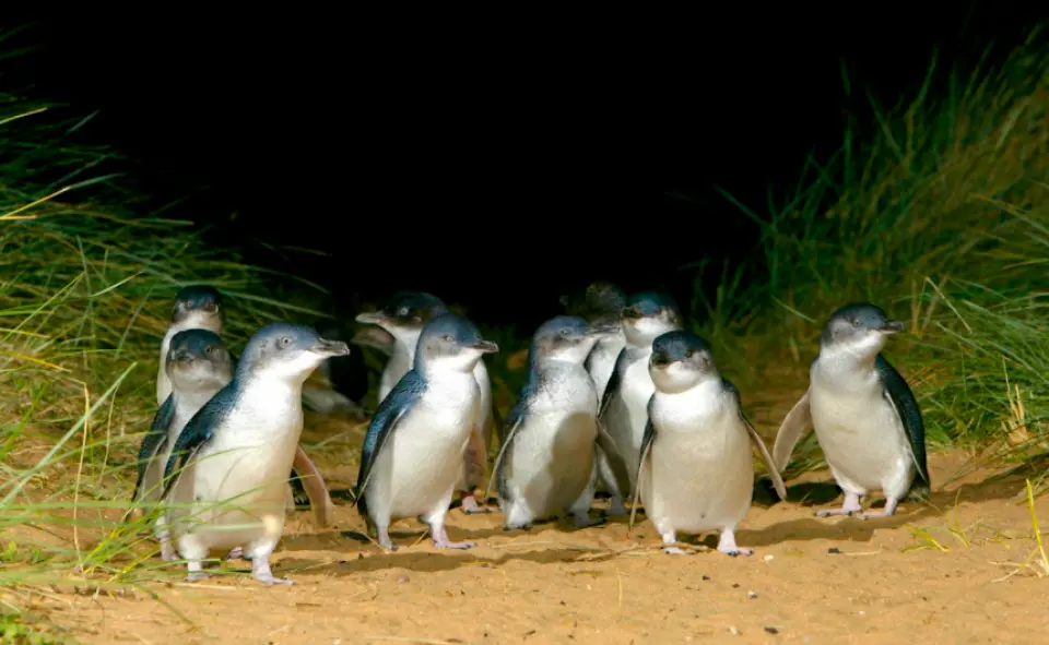 A group of adorable Australian Little Penguins emerging from the grass onto a sandy path at dusk on Phillip Island, Melbourne, preparing for their spectacular penguin parade.