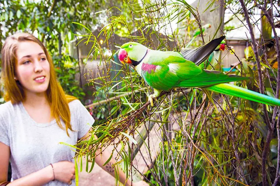 Woman looking at green parrot