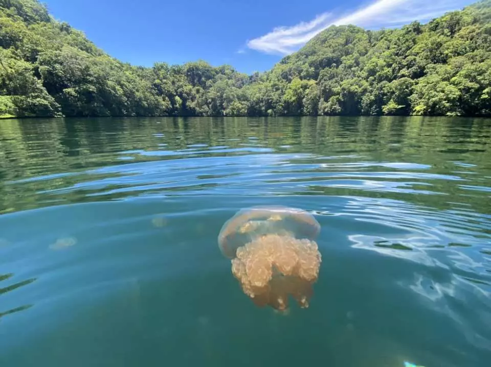 探訪水母湖、驚呼連連