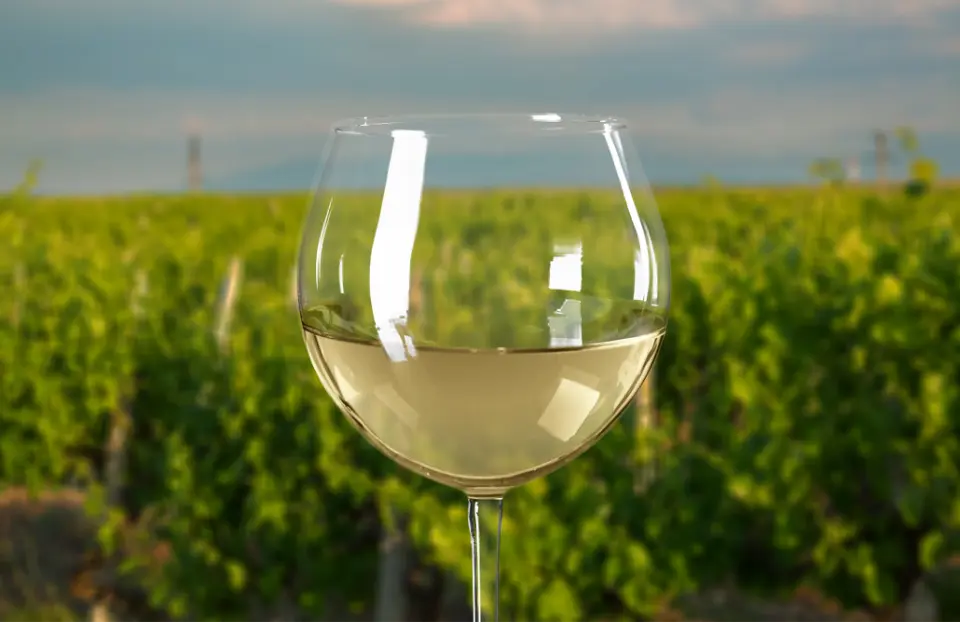 A refreshing glass of white wine set against a lush green vineyard backdrop on the Mornington Peninsula winery bus tour, perfect for a tasting experience.