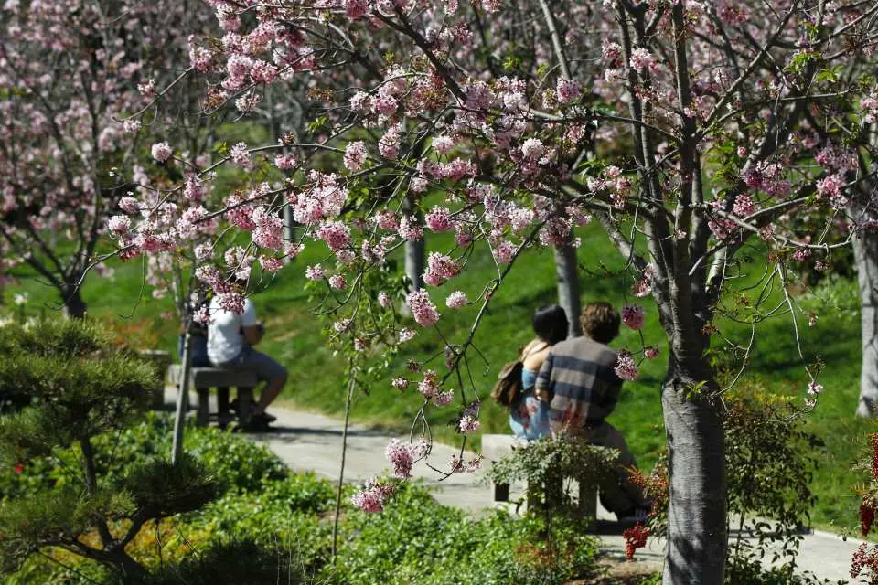 Cherry blossoms in full bloom at the Japanese Friendship Garden in Balboa Park, San Diego. Visitors relax amidst serene spring beauty, included with the Explorer Pass.