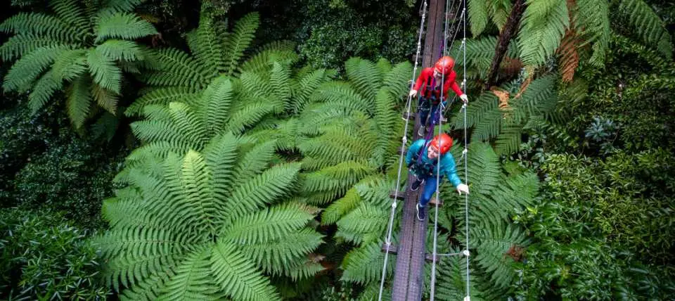 Two adventurers traverse a thrilling swing bridge high above the lush native rainforest canopy in New Zealand's Rotorua Forest, surrounded by dense foliage.