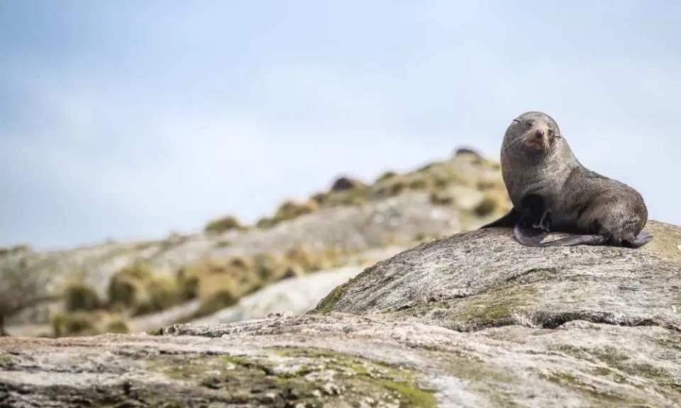 A New Zealand fur seal rests on a rock in Doubtful Sound, providing a glimpse of the unique native wildlife visitors might encounter on this unforgettable wilderness cruise.