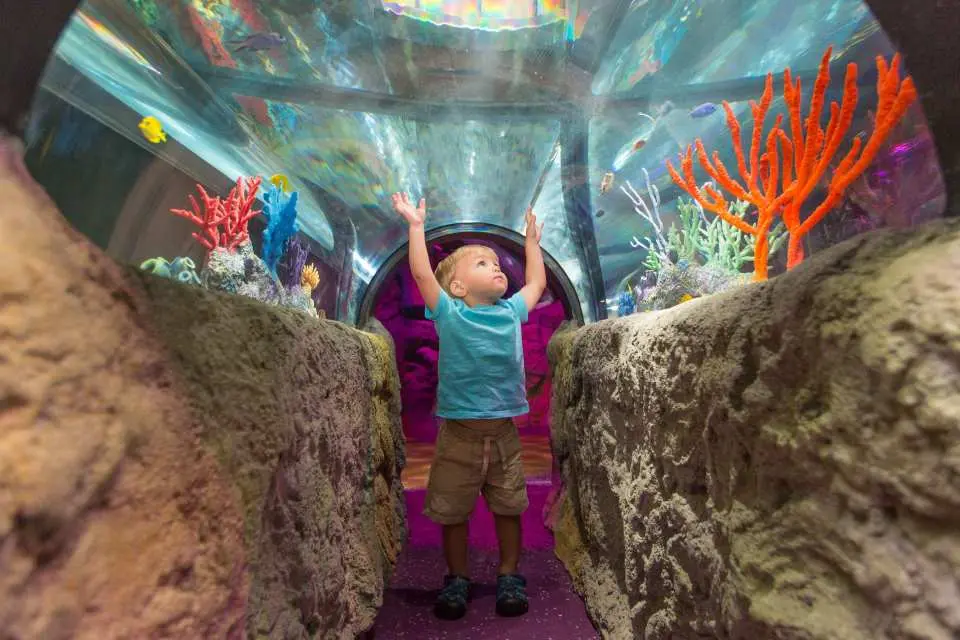 Make your way through the only 360-degree panoramic undersea tunnel in Florida