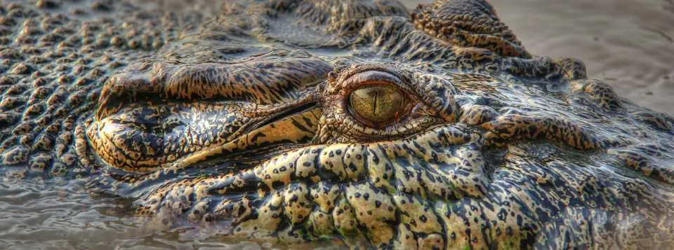 crocodile with eyes sticking out of the water
