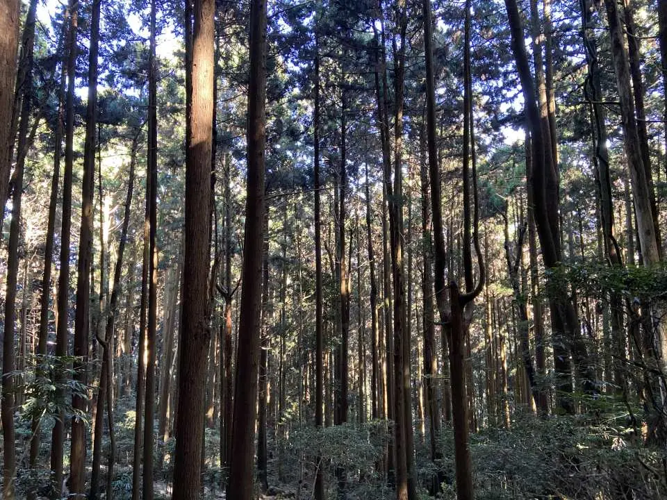 Along the way, you can pass through fir forests and old tracks, and enjoy the surround sound of the forest while walking on the trail. The trails are clear and easy to walk, and the terrain is diverse. It is the first choice for many mountain friends for weekend outings.