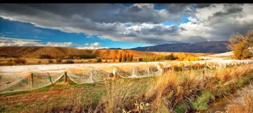 Explore Cromwell Town (depending on weather conditions) while enjoying the spectacular scenery of Central Otago