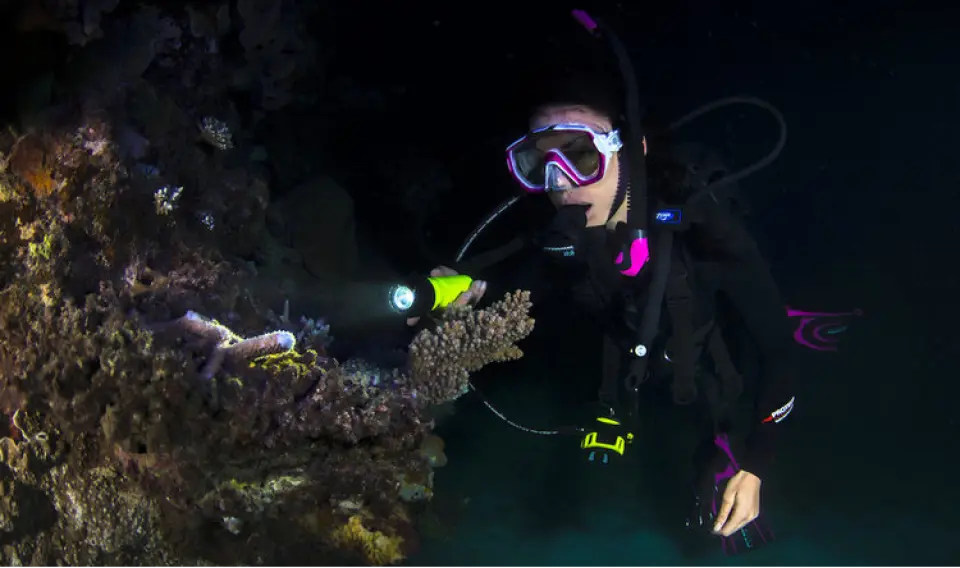 A diver uses a flashlight to illuminate the Great Barrier Reef's nocturnal underwater world, exploring rich coral reefs, a part of the Cairns Advanced PADI night dive course.