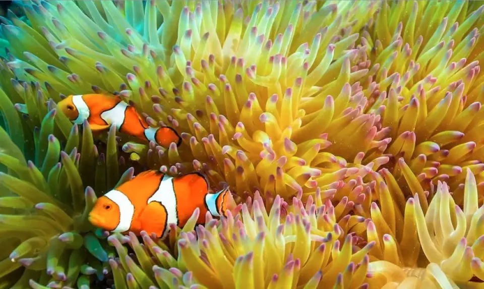 Two clownfish play in a colorful sea anemone in Cairns Great Barrier Reef, showcasing the rich marine ecosystem of pristine waters, reflecting the eco-tour theme.