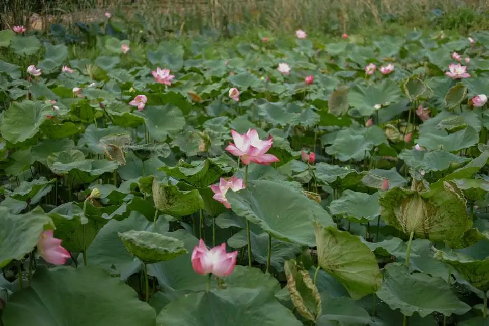 In Sanskrit, "aravinda" means “blue lotus” which is the symbol of tranquility, belief and purified heart. These meanings have edified us to bring our different values into all Aravinda Resort’s facilities and services with the vision of giving the intriguing and meaningful experiences to our dearest clients.