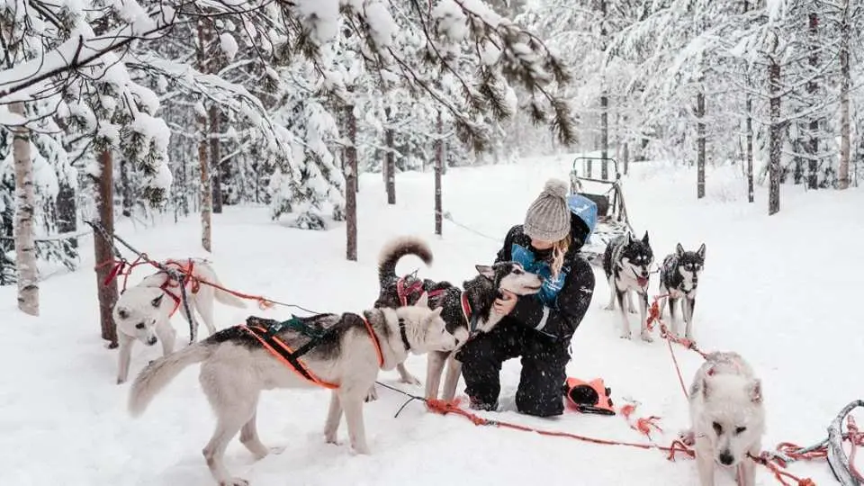 A visitor kneels in a snowy Rovaniemi forest, petting a friendly husky with a harness, while other huskies and a sled wait for the exciting sledding adventure in Lapland.