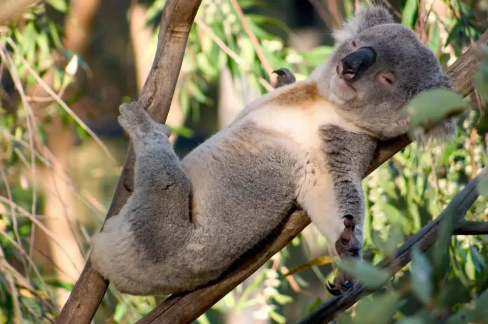 A koala comfortably resting on a tree branch at Port Stephens Koala Sanctuary in New South Wales, showcasing its relaxed life in its natural habitat.
