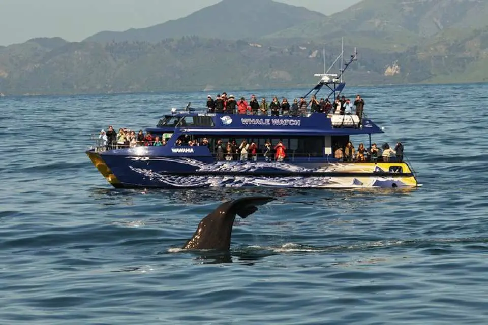 Embark on this whale-watching adventure in New Zealand's premier whale watching destination, Kaikoura