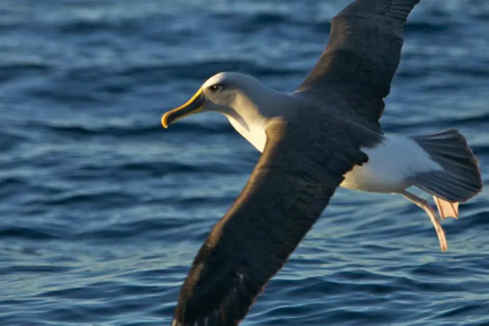 Keep your eye out for Albatross birds