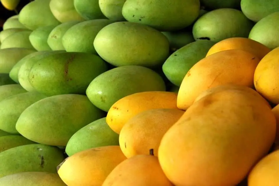Have fun at the Trappist Monastery and mango farm