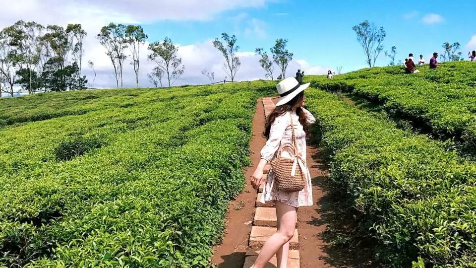 Visit Cau Dat Tea Hill (Breakfast at your own expense) - a tourist destination that has never been out of "hot" for youngsters who love to explore.