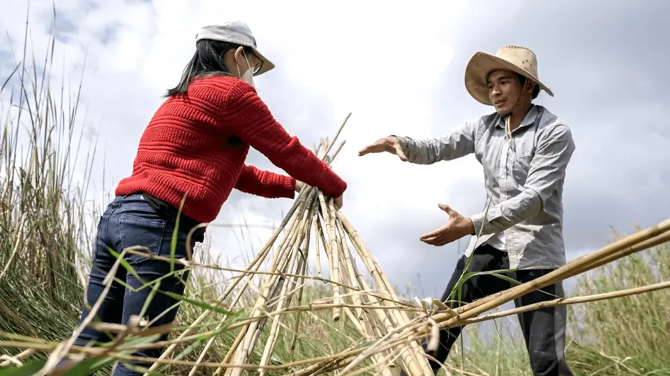 Besides, you will also be introduced and guided on how to cut and re-plant this plant.