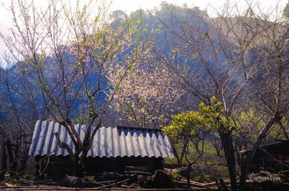 午餐后，司机将带您前往昂村松林。司机带您前往那卡梅花谷，入住那卡梅园，赏白梅花，点亮山林。