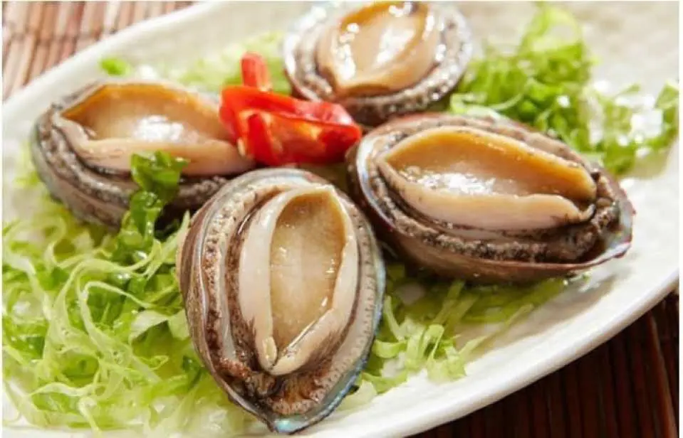 鮮甜活大鮑魚一隻
