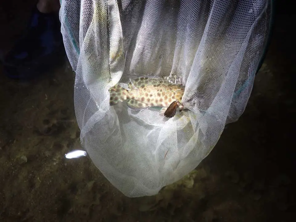 觀賞海洋生物