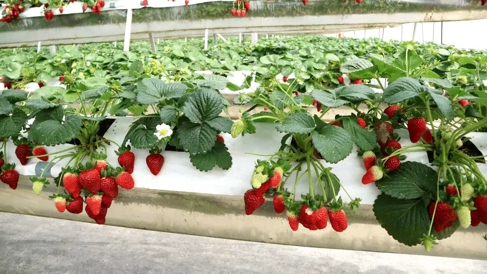 在高科技草莓农场探索大叻当地人的农业生活。