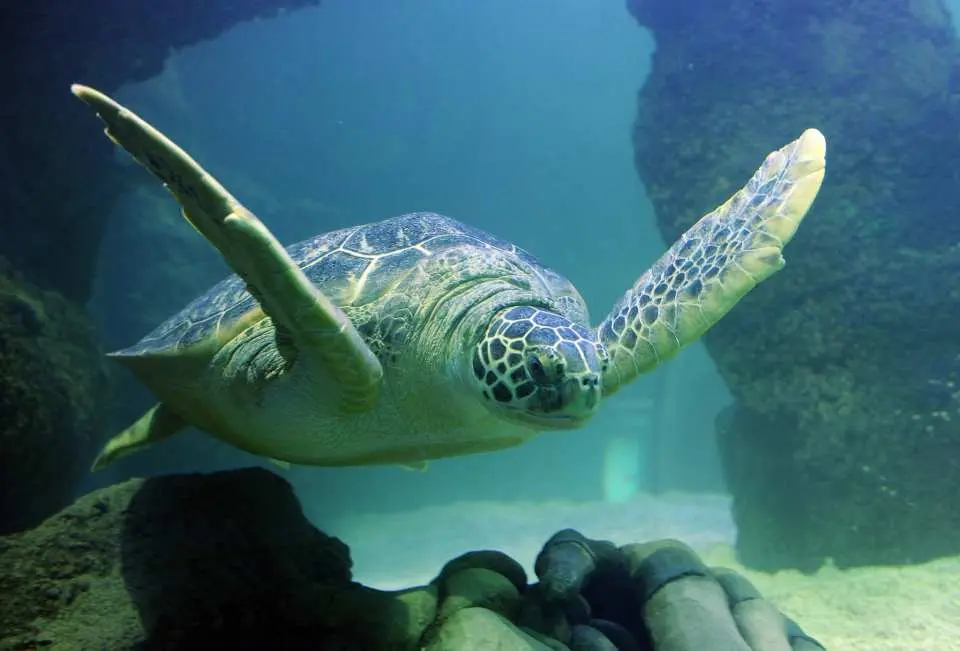 A majestic sea turtle glides gracefully through clear blue water, a captivating sight within the extensive marine exhibits at SEA LIFE Aquarium New Jersey.