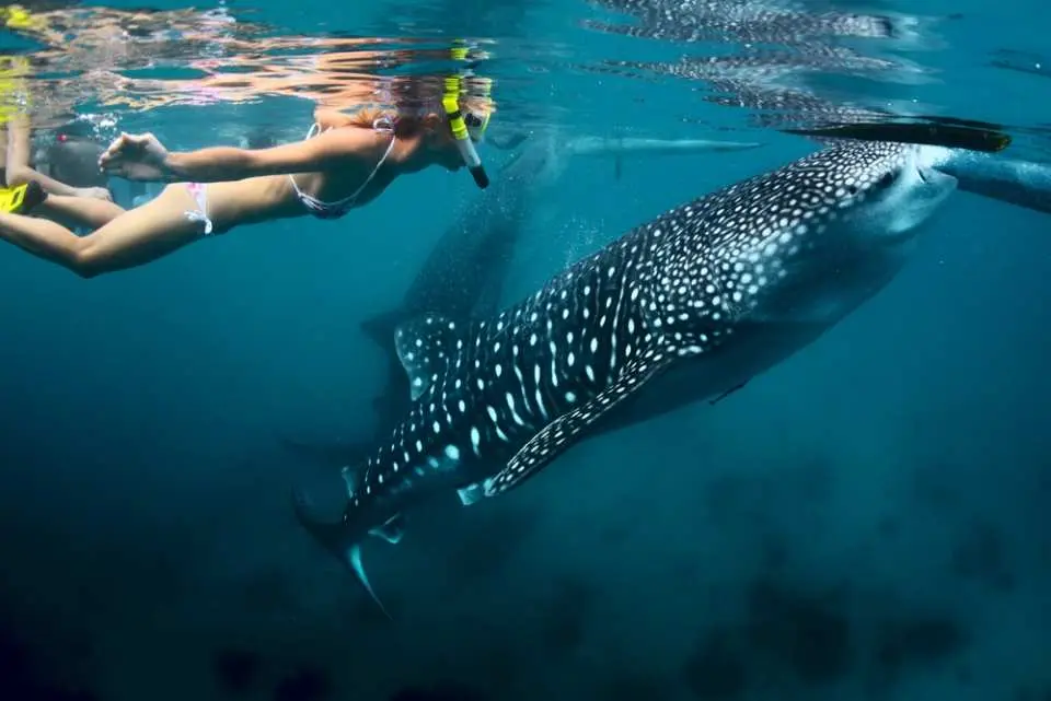 Snorkel alongside the whale sharks