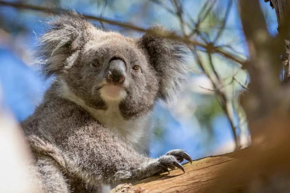 Close-up of a cute koala perched in a eucalyptus tree at Phillip Island Koala Conservation Reserve in Melbourne, highlighting an intimate encounter with Australia's unique wildlife.