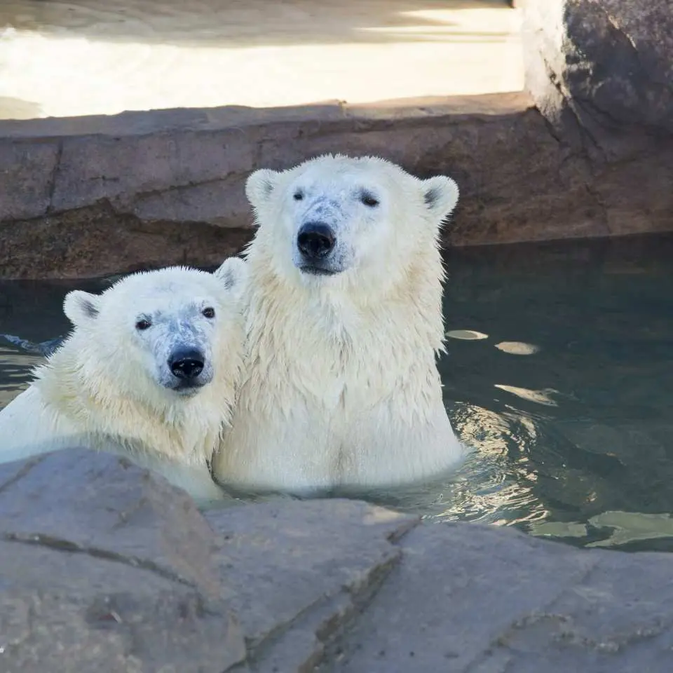 Checking out the polar bears