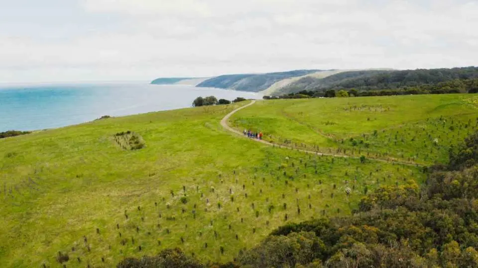 大洋路壯麗海岸線空拍圖，蜿蜒小徑穿過廣闊翠綠丘陵，通向湛藍大海，景色迷人。