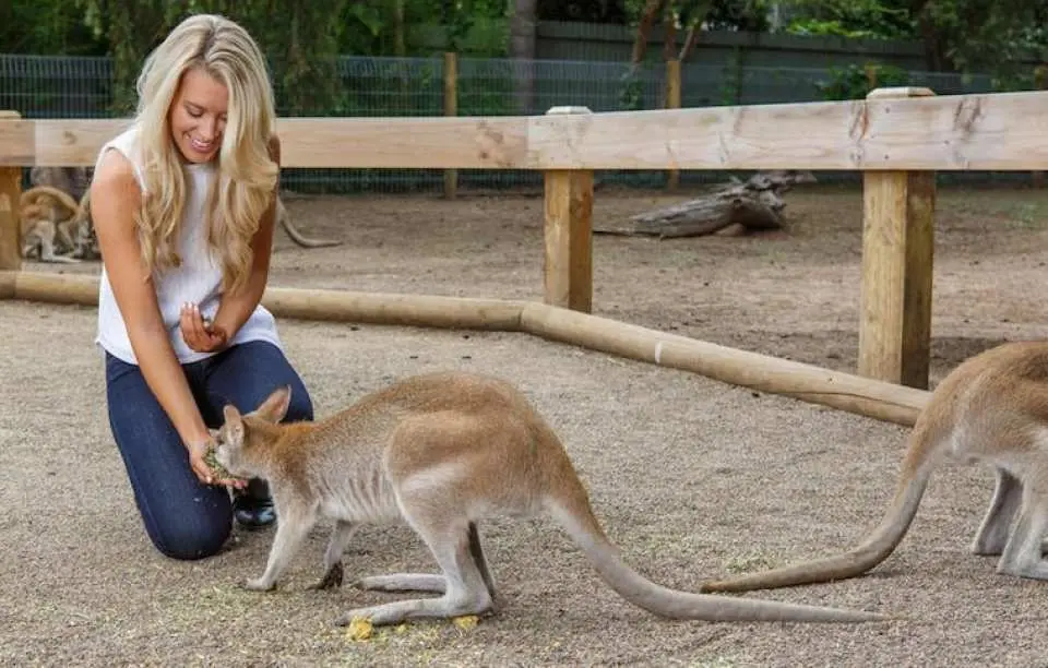 Visit Featherdale Wildlife Park(opens in a new tab) where you will have the chance to get up close and personal with native Australian animals.