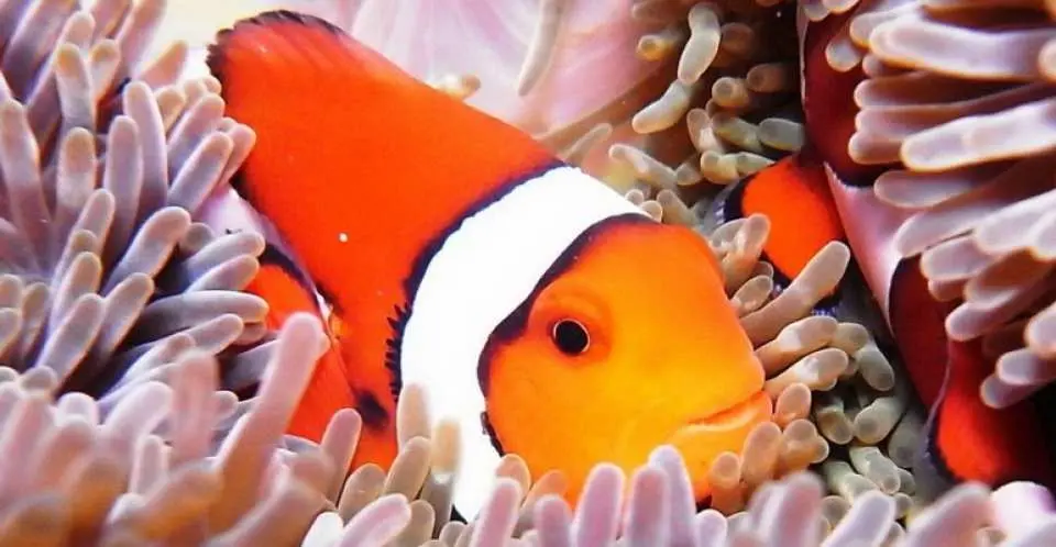 長灘島海底特寫，一隻鮮豔的橘色小丑魚躲藏在海葵觸手之間，展示了共生關係和菲律賓水下世界的奇妙。