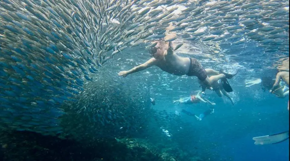 Explore Sardine Snorkeling